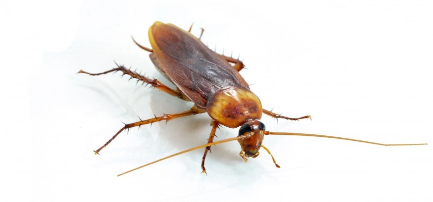 безопасная травля тараканов