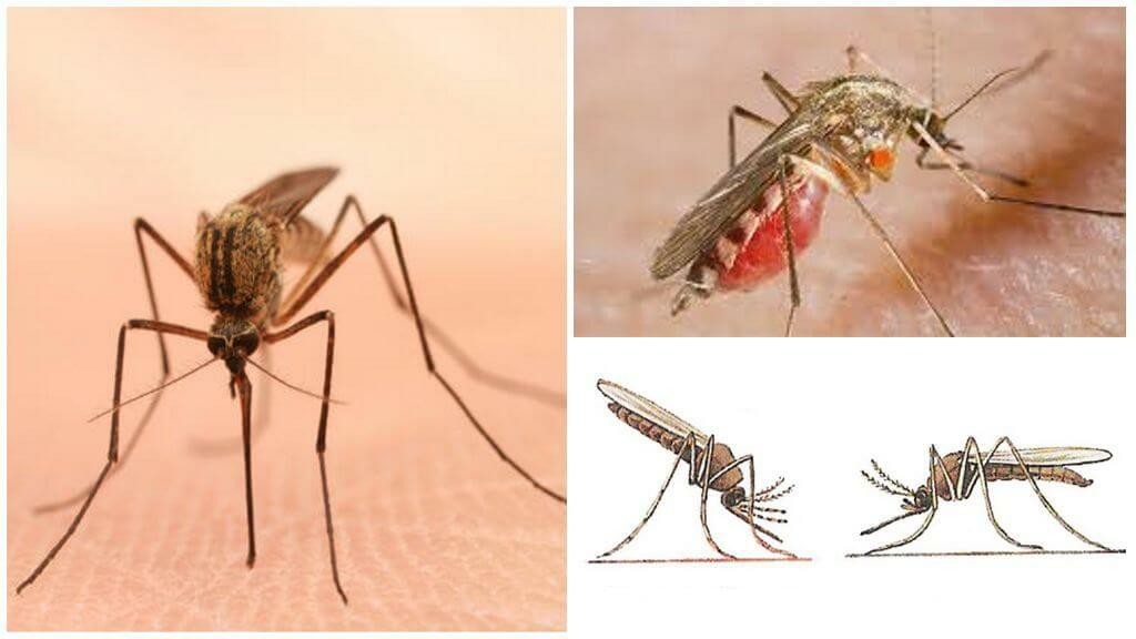 Обработка от комаров в Рязани