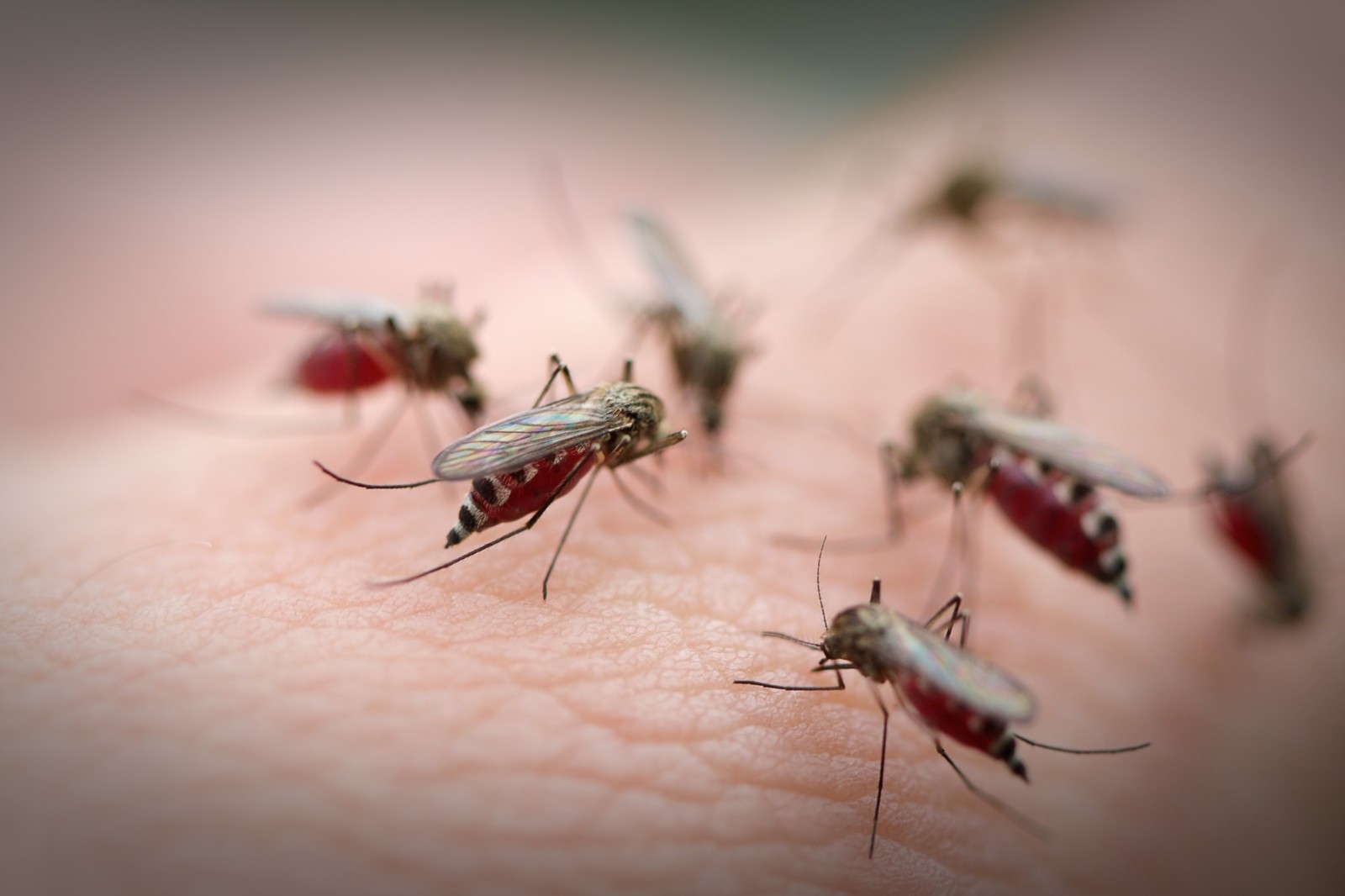 Обработка от комаров в Рязани