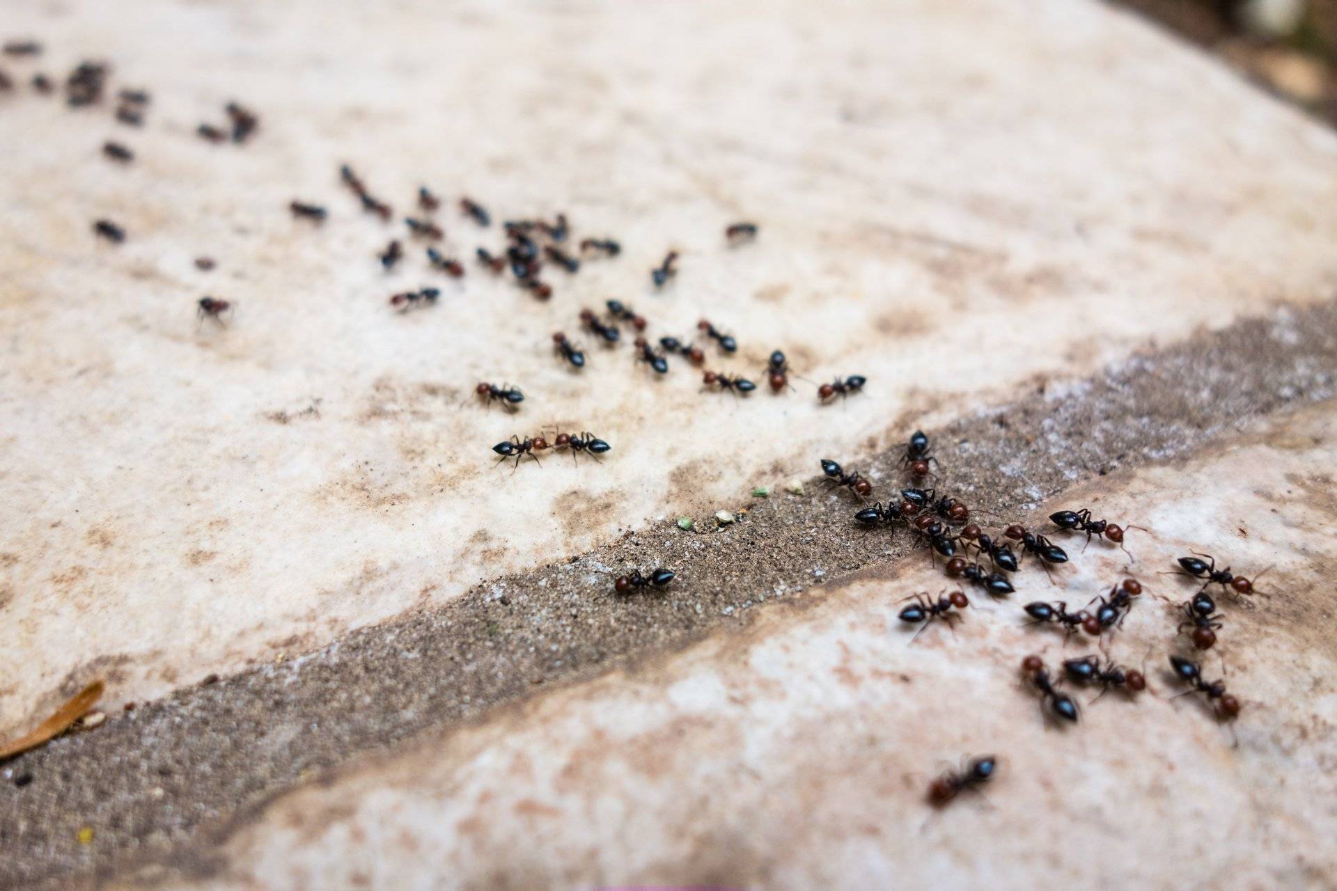 Уничтожение насекомых в Рязани